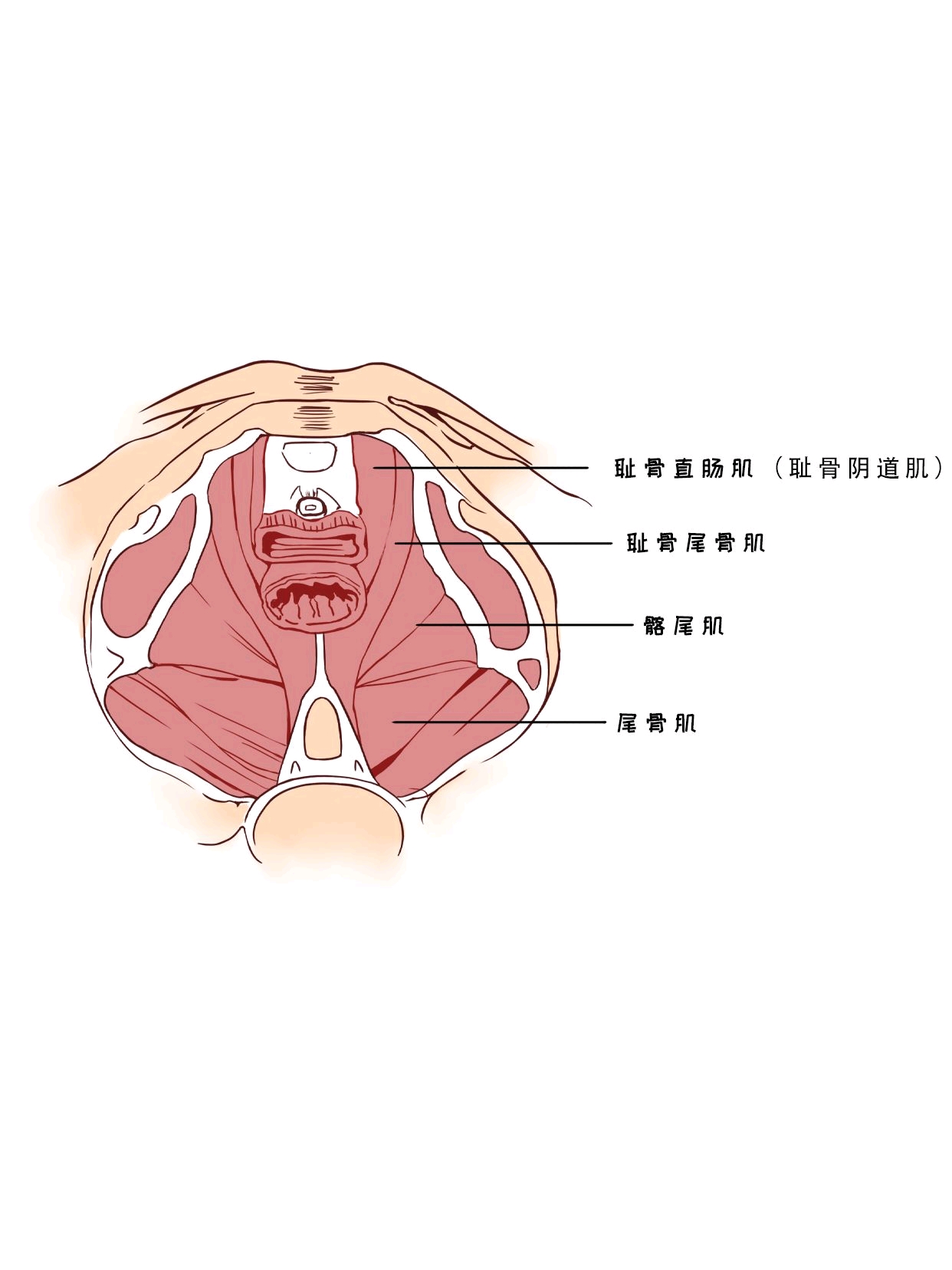 凯格尔锻炼图片_凯格锻炼法_凯训练法