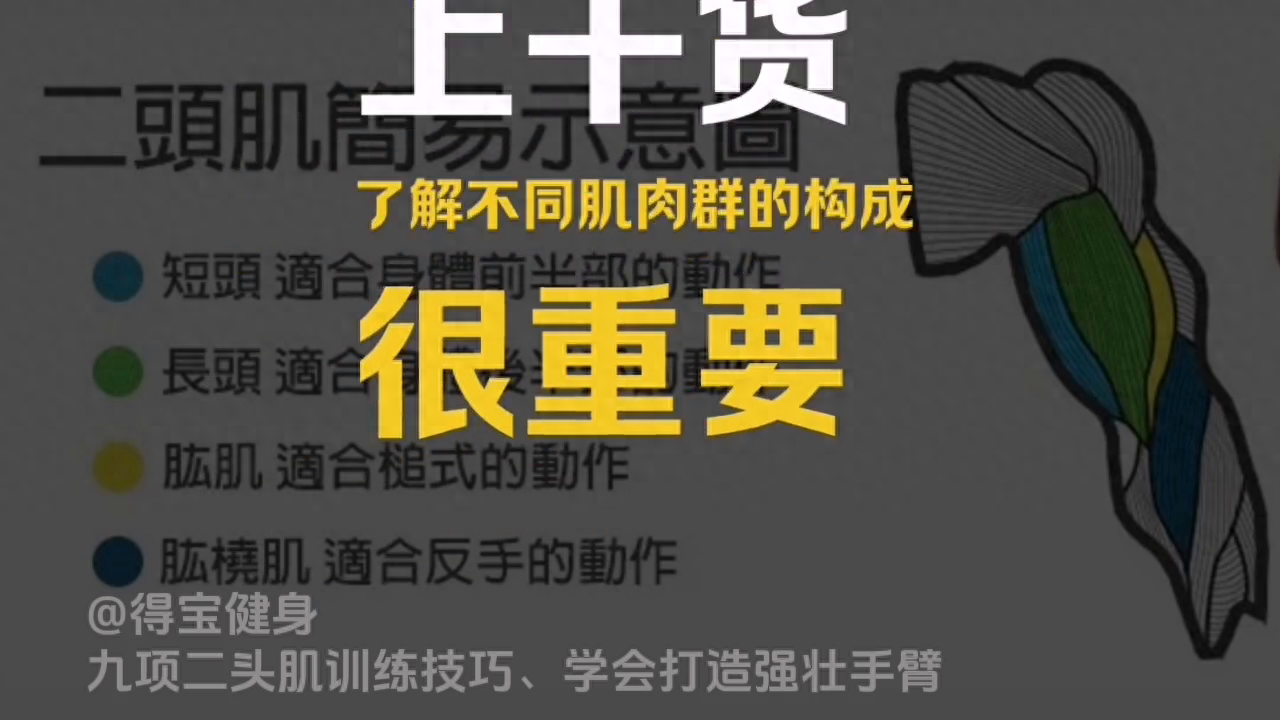 哑铃二头肌锻炼方法_哑铃练2头肌动作_如何用哑铃锻炼肱头肌