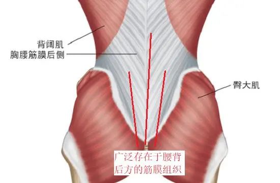 腰背肌筋膜炎锻炼方法_肌炎锻炼腰背筋膜方法图解_腰肌筋膜炎锻炼视频