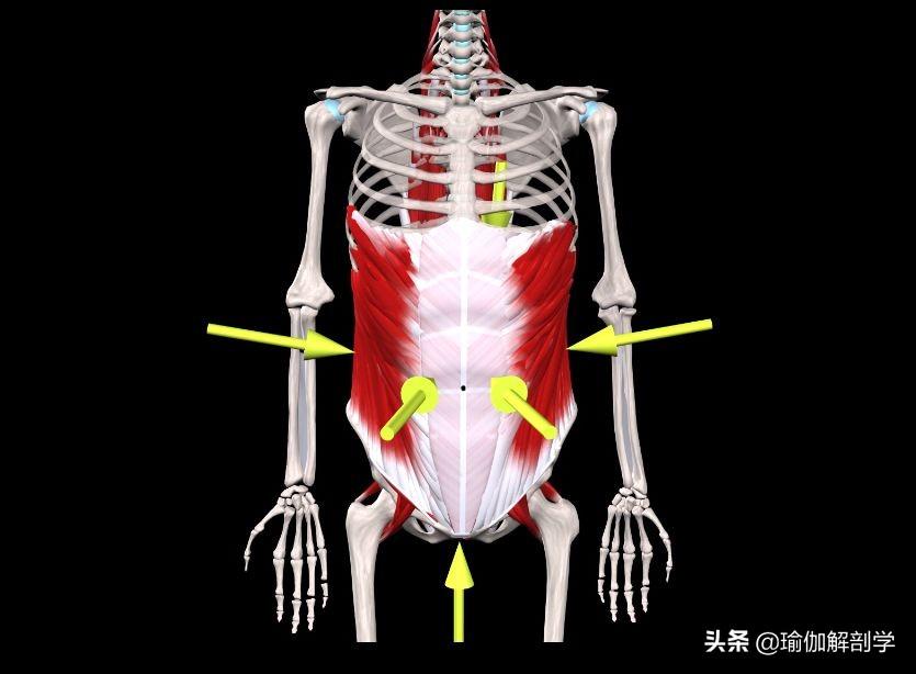 腰椎间盘突出症的锻炼方法图片_锻炼腰间盘突出的图片_锻炼腰椎间盘突出的图片