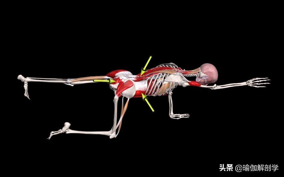 腰椎间盘突出症的锻炼方法图片_锻炼腰间盘突出的图片_锻炼腰椎间盘突出的图片