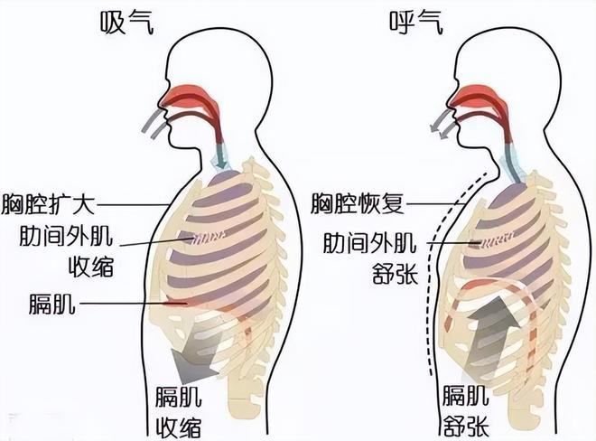 跑步岔气的原因和解决方法_跑步不岔气_跑步岔气是哪个位置疼
